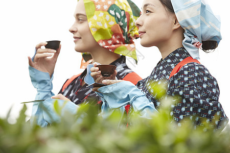 采摘茶叶的女子品尝茶叶图片