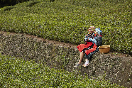 采茶妇女在茶园品茶图片