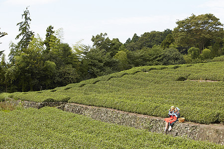 采茶妇女在茶园品茶图片