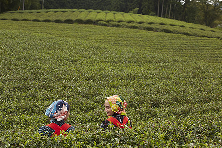 茶园里的妇女采摘茶叶图片