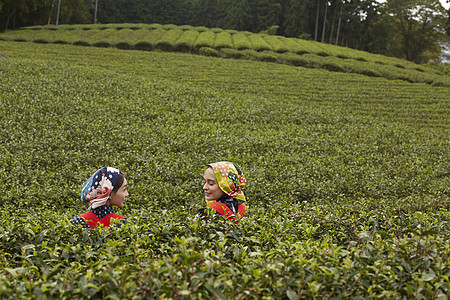 茶园里的妇女采摘茶叶图片