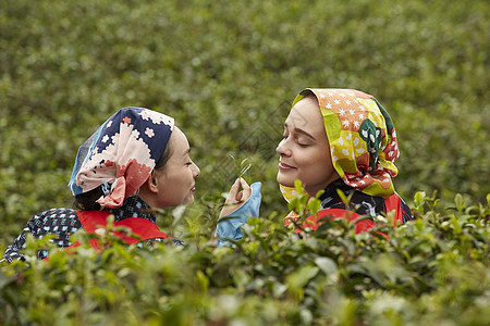 在茶园采摘茶叶的女子图片