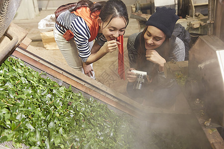 年轻女子参加茶叶加工厂图片