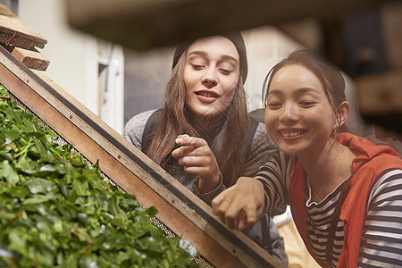 年轻女子参加茶叶加工厂图片