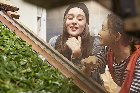 年轻女子参加茶叶加工厂图片