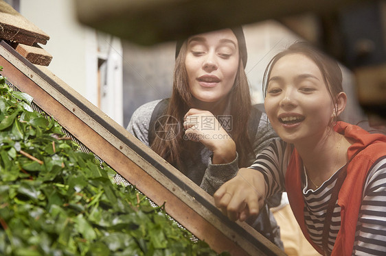 参观茶厂的青年女子图片