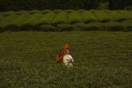 优雅的和服女人在茶园散步图片