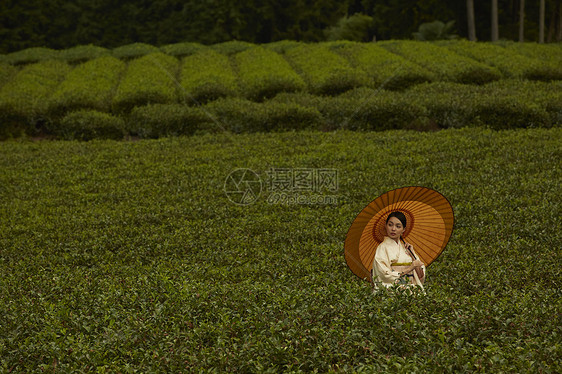 走在茶园的和服女人图片