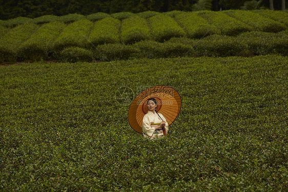 走在茶园的和服女人图片