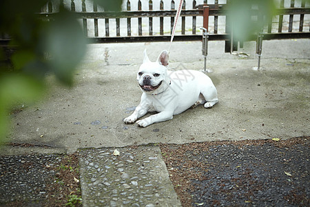 可爱的法国斗牛犬背景图片