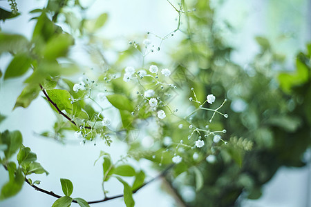 花盆里的植物图片