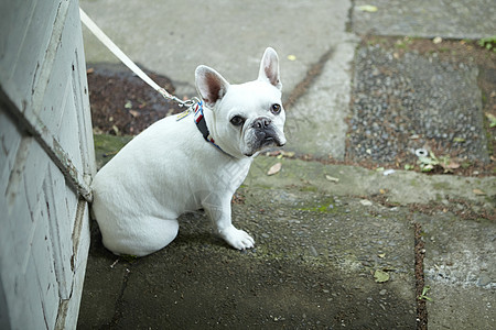 可爱的法国斗牛犬图片