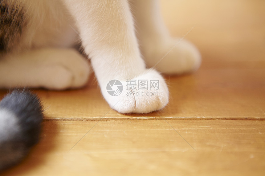 猫的爪爪图片