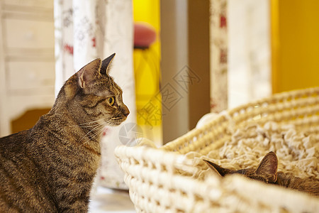 一只站着的猫和一只藏起来的猫图片