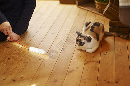 在猫咖女人拿着逗猫棒和猫玩图片