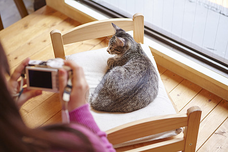 在猫咖给猫拍照的女人图片