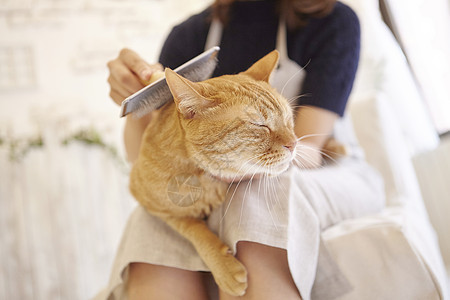 在猫咖给猫梳毛的女人图片