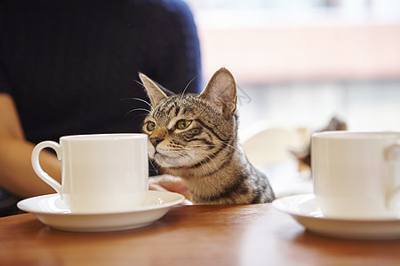 猫咖的猫靠近咖啡杯图片