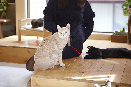 在猫咖女人拿着逗猫棒和猫玩图片