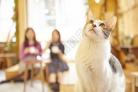 猫咪坐在咖啡馆里图片