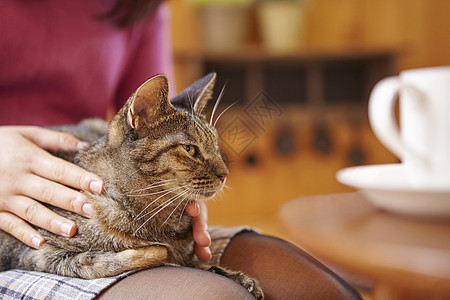 女人把猫抱在腿上图片