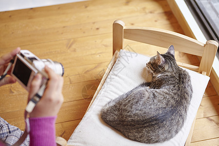 在猫咖给椅子上的猫拍照的女人图片