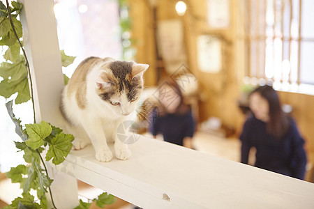 站在架子上的猫图片