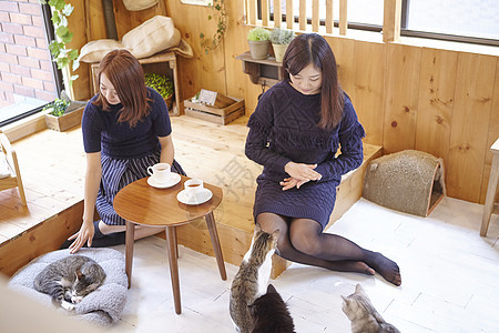 在猫咖和猫玩的女人图片