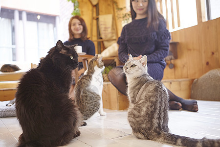 在猫咖和猫玩的女人图片