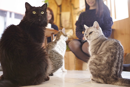 在猫咖女人看着地上的猫图片