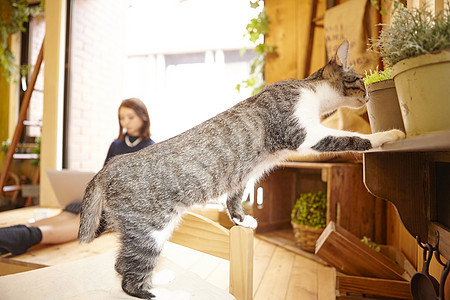 在猫咖看着植物架的猫图片