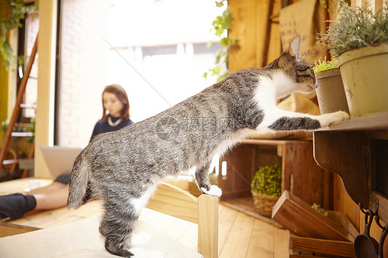 在猫咖看着植物架的猫图片