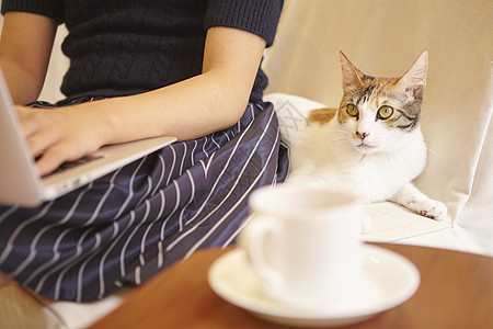 猫咖啡趴在女性旁的猫咪背景