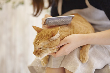 猫咪咖啡馆梳理猫猫毛发的员工图片
