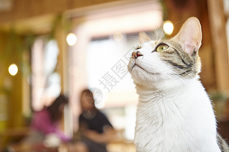木纹餐桌青春笑容茶碟猫咖啡馆背景