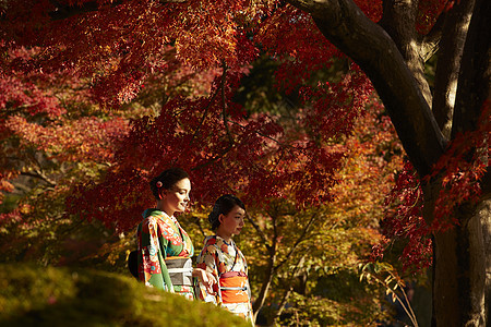 茶屋町穿着和服的女人站在枫叶前图片