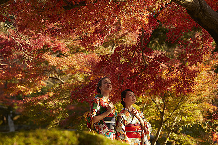 茶屋町穿着和服的女人站在枫叶前图片