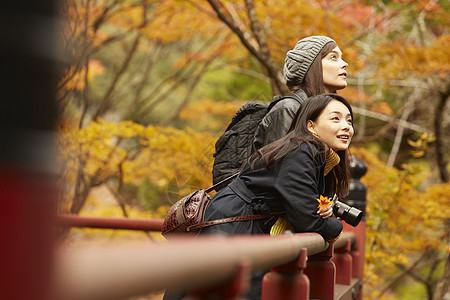 女人和外国友人一起观光欣赏枫叶图片