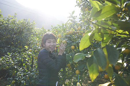 女人在果园里采摘柠檬图片