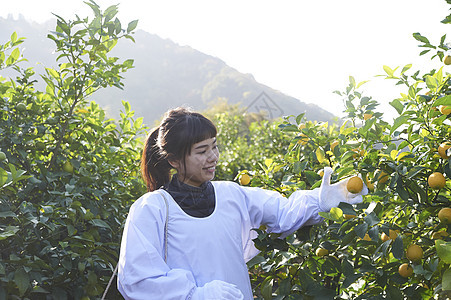 女人在果园里采摘柠檬图片