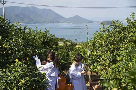 两个女人在果园采摘收获柠檬图片