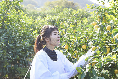 正在收柠檬的女工人形象图片