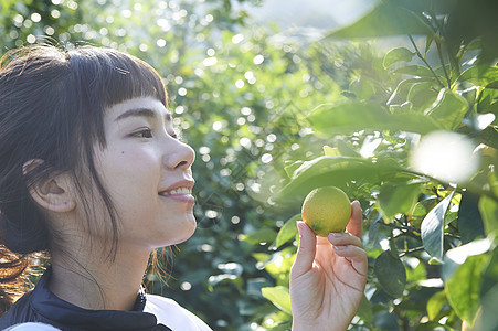 女人采摘柠檬图片