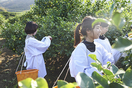 三个女人采摘柠檬图片