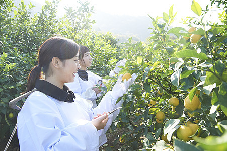 两个女人在果园采摘收获柠檬图片
