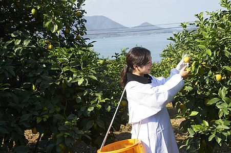 女人在果园采摘柠檬图片