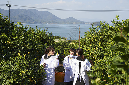 三个女人在果园里采摘柠檬图片