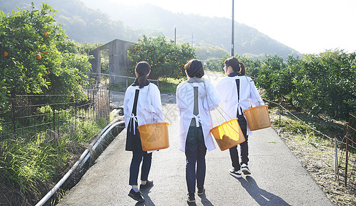 三个女人背着果篮走向水果种植园背景图片