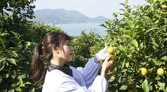 女人在果园采摘柠檬图片