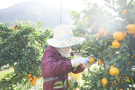 果农在果园采摘收获橘子图片